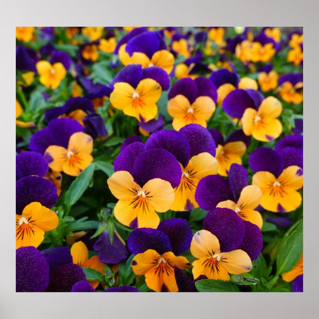 Póster Pansy Bloom: La Belleza Jardín de cerca. (Frente)