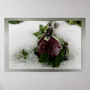 Póster Pansy de Borgoña