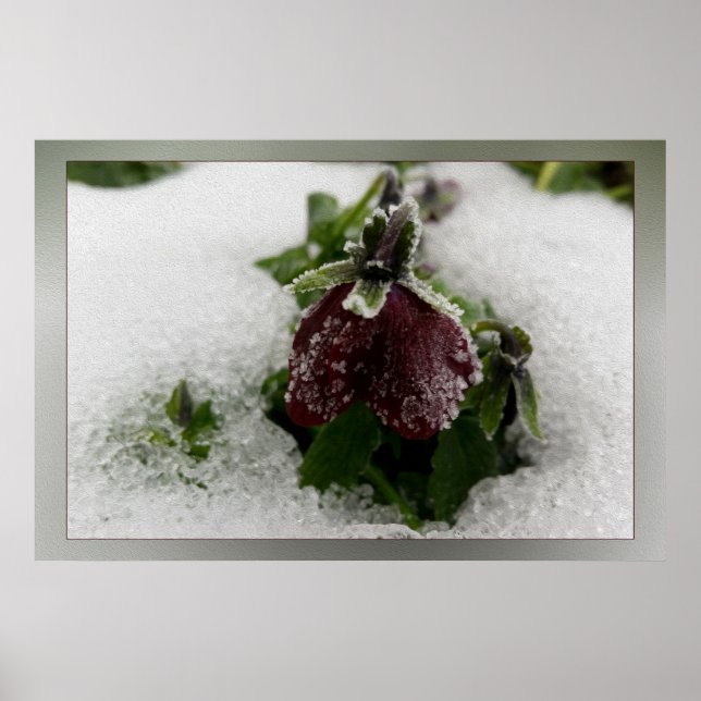 Póster Pansy de Borgoña (Frente)