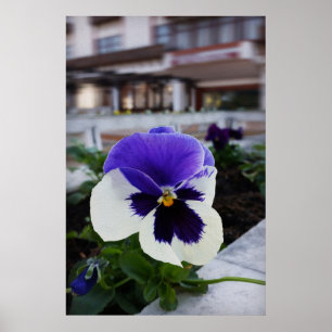 Póster Pansy en la acera