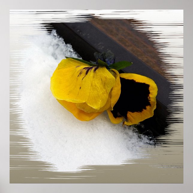 Póster Pansy en la nieve (Frente)