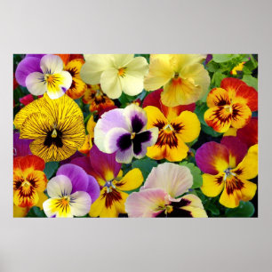 Póster Pansy Flowers ~ Poster