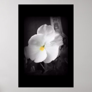 Póster Pansy negro y blanco