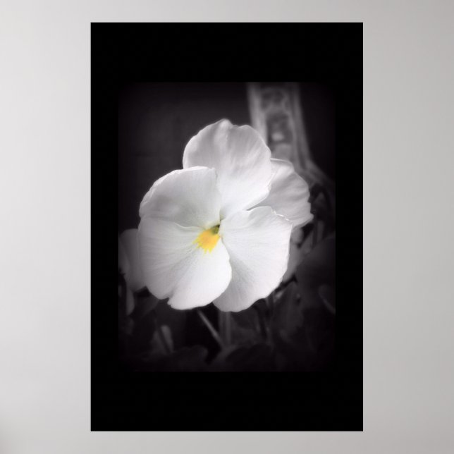 Póster Pansy negro y blanco (Frente)