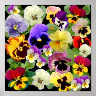 PÓSTER PANSY PATCHWORK ~ IMPRESIÓN/POSTER