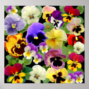 PÓSTER PANSY PATCHWORK ~ IMPRESIÓN/POSTER