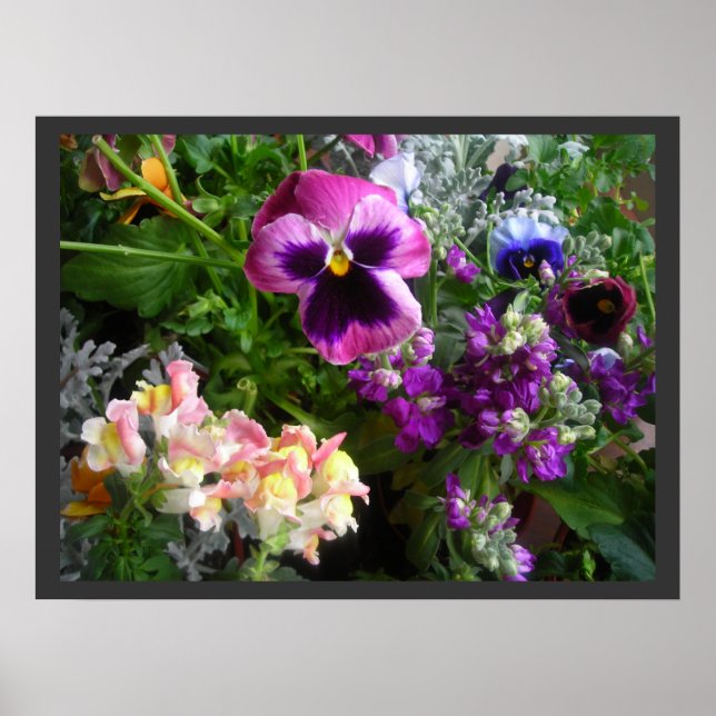 Póster Pansy y Poster de amigos (Frente)