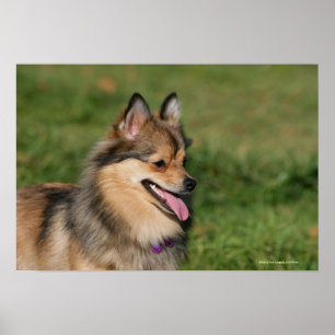 Póster Pantaje de la cabeza de Pomerania