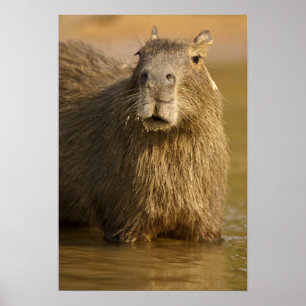 Póster Pantanal, Brasil, Capibara, Hydrochoerus