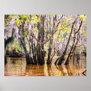 Póster Pantano de Luisiana