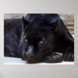 Póster Pantera negra