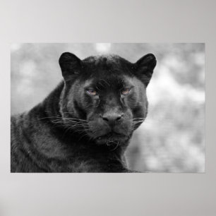 Póster pantera negra