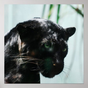 Póster Pantera negra magnífica