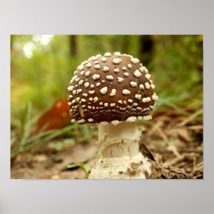 Póster Panther Cap Mushroom Poster