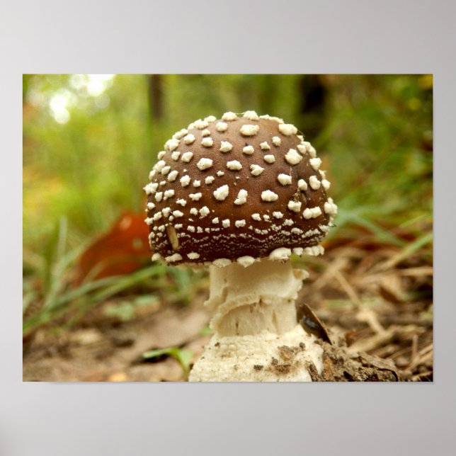 Póster Panther Cap Mushroom Poster (Frente)