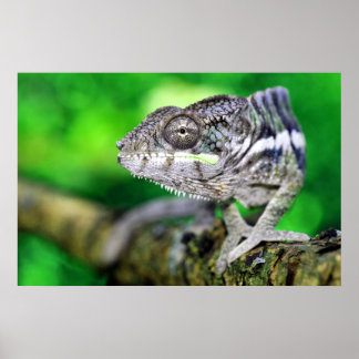 Póster panther chameleon