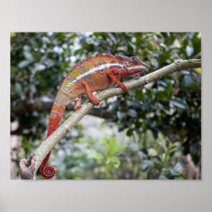 Póster Panther Chameleon