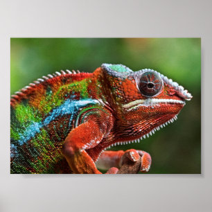 Póster Panther Chameleon