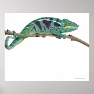 Póster Panther Chameleon Nosy Be (Furcifer pardalis)