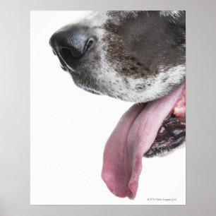 Póster Panting Harlequin Great Dane