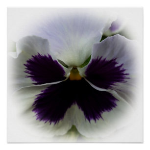 Póster Pañuelo morado y blanco