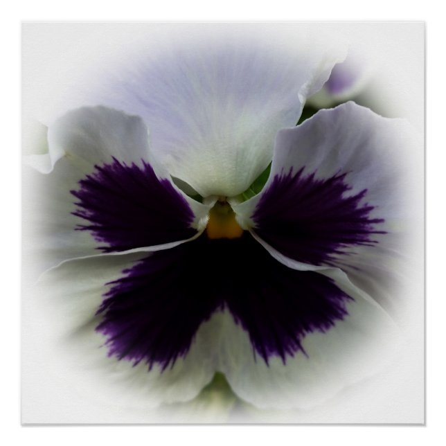 Póster Pañuelo morado y blanco (Anverso)