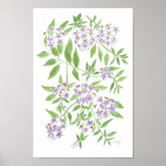 Póster papa de árbol chilena