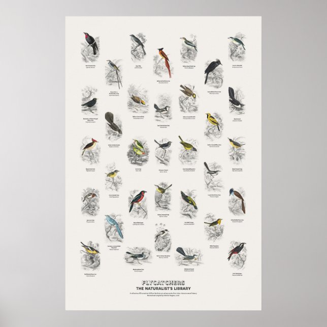 Póster Papamoscas - Biblioteca del Naturalista (Frente)