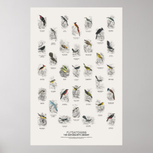 Póster Papamoscas - Biblioteca del Naturalista