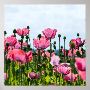 Póster Papas rosadas