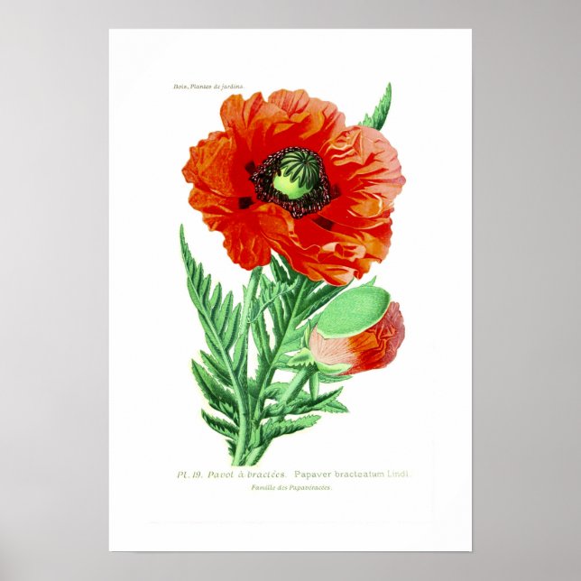 Póster Papaver bracteatum (Frente)