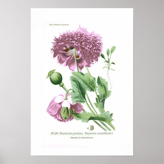 Póster Papaver somniferum (amapola de opio) (Frente)