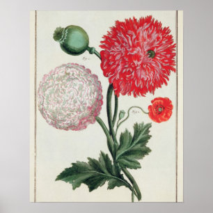 Póster Papaver somniferum and Papaver rheas engraved by G