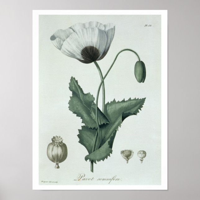 Póster Papaver Somniferum de 'Phytographie Medicale' de (Frente)