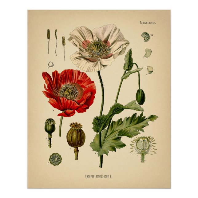 Póster Papaver Somniferum - Poppy (Anverso)
