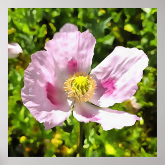 Póster Papaver Somniferum Poppy Art