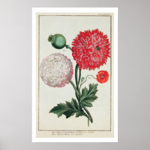 Póster Papaver somniferum y Papaver rheas grabadas por G