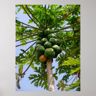 Póster Papaya Tree