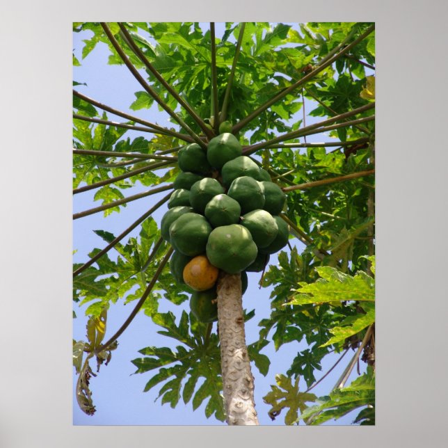 Póster Papaya Tree (Frente)