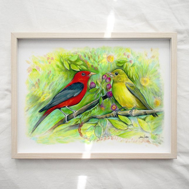 Póster Papel acuático de Scarlet Tanager Birager (Subido por el creador)