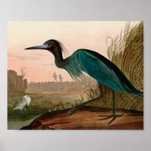 Póster Papel Audubon azul o garza perón en Estados Unidos