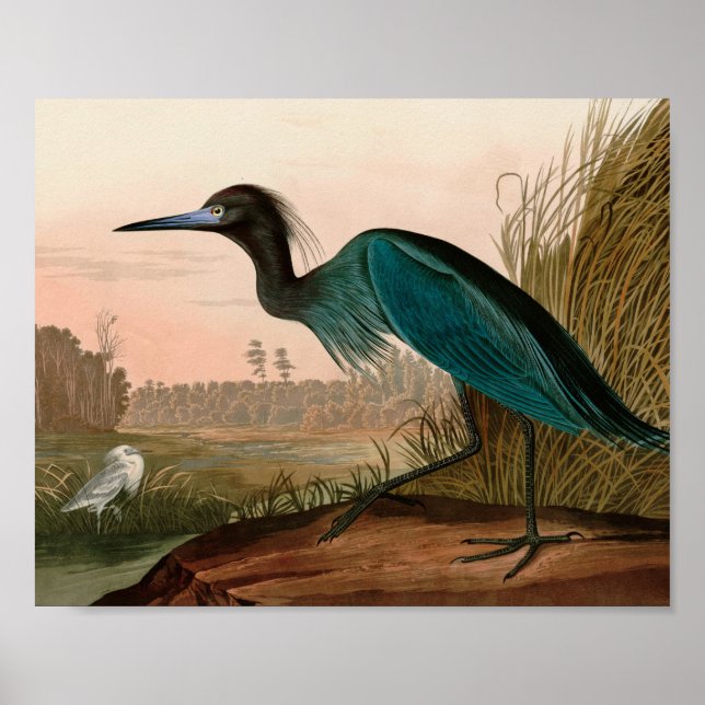 Póster Papel Audubon azul o garza perón en Estados Unidos (Frente)