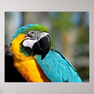 Póster Papel de cartel de valor, estampado de guacamayo (