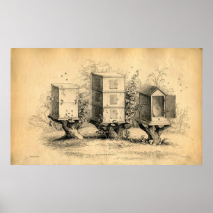 Póster Papel de colmenas de carne de vacuno