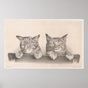 Póster Papel de dibujo para gatos somnolientos