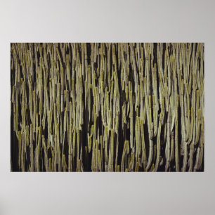 Póster Papel de fondo de cactus verde