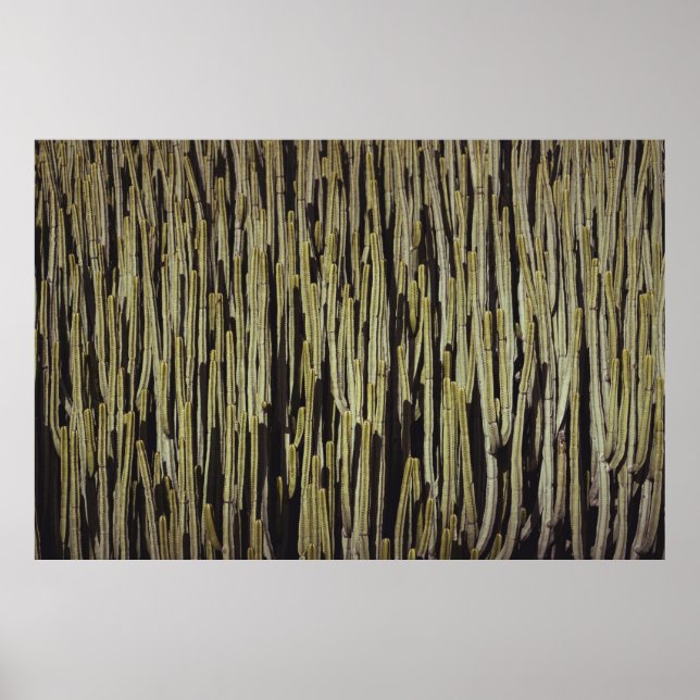 Póster Papel de fondo de cactus verde (Frente)