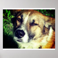 Papel de Poster de valor de la foto de perro (mate