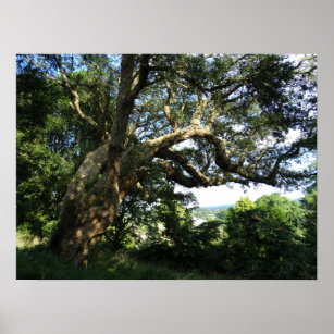 Póster Papel de Poster de valor fotográfico de árbol anti