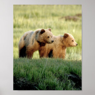 Póster Papel de Poster (Matte) de oseznos grizzly